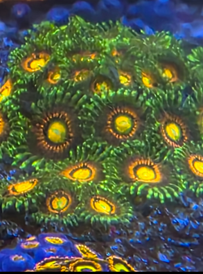 Rainbow Incinerator per polyp