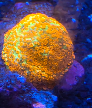 Aquaman Monti per frag