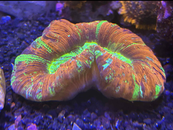 Brain coral wysiwyg