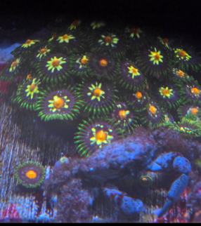 Daisy Cutters per polyp