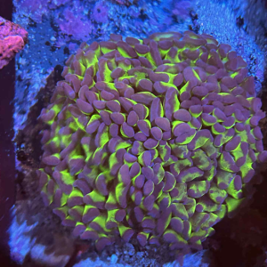 Green and purple hammer 3.5" wysiwyg