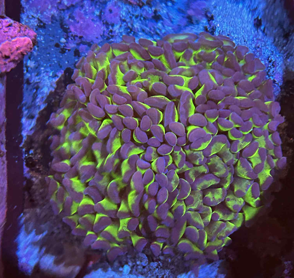 Green and purple hammer 3.5" wysiwyg