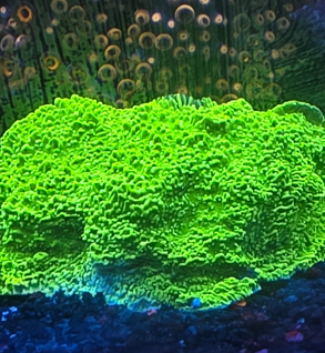 Hulk Monti 1" frag