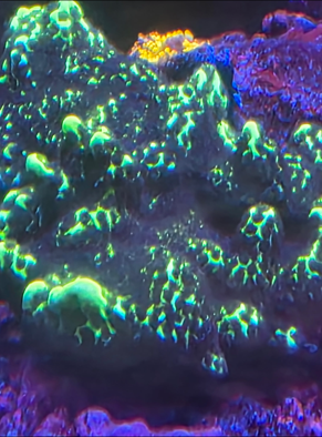 Monti Spongodes inch per frag