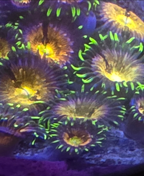 Nirvana zoa per polyp