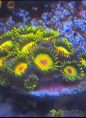 Rasta Per Polyp