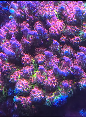 Red Planet one inch frag