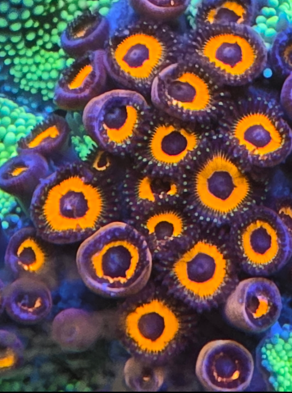 Reverse rasta per polyp
