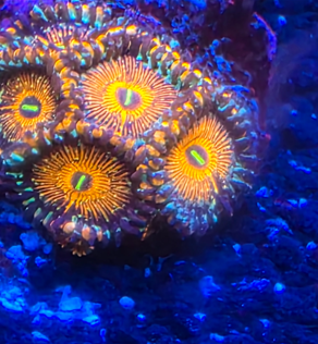 Seduction zoa per polyp