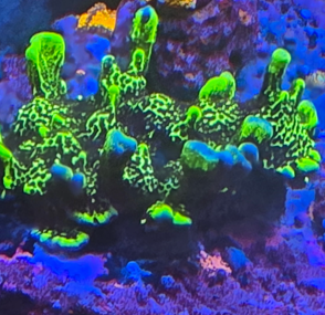 sponge monti 1" frag