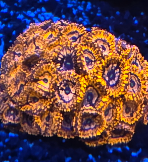 Utter Chaos per polyp