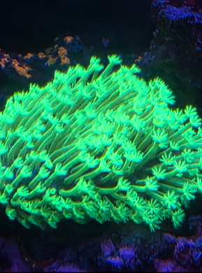 Weeping Willow leather per frag