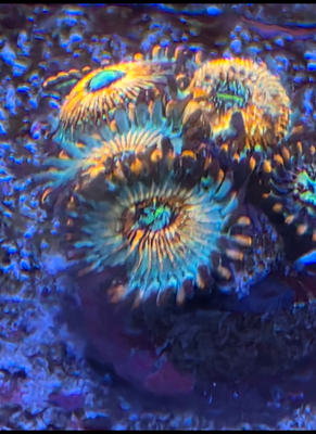 White Zombies per polyp