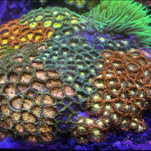 Zoa rock wysiwyg