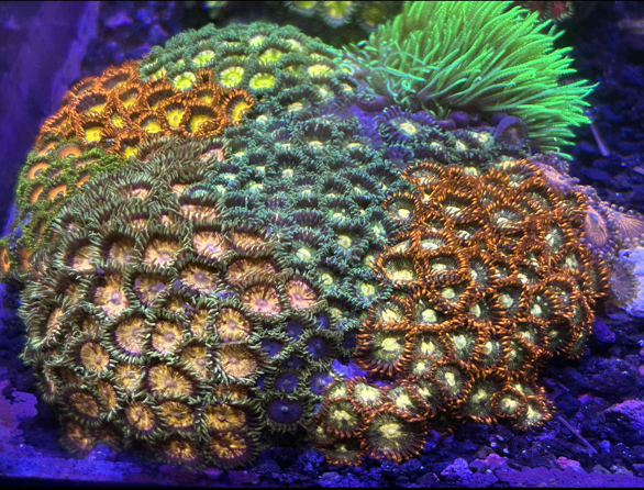 Zoa rock wysiwyg