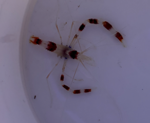 Coral banded shrimp lrg