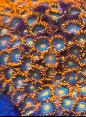 Gatorades per polyp