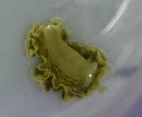 Lettuce Nudi