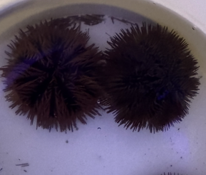 Purple pin cushion urchins lrg