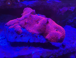 Red Mushroom per shroom