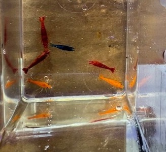 Freshwater shrimp x6 red, blue, yellow, and orange mix