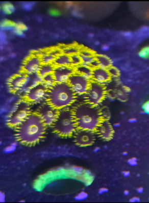 Yellow Hornets per polyp