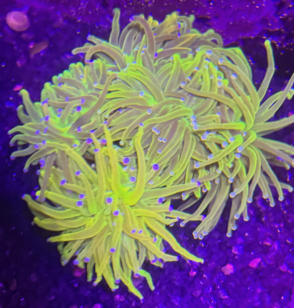 Yellow Torch per head