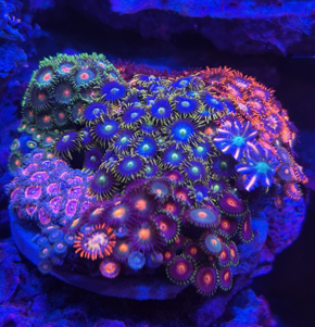 Zoa Rock WYSIWYG