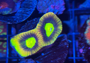 Dragon Soul favia 1" frag