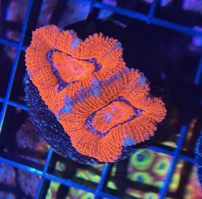Grade A Acan Frag