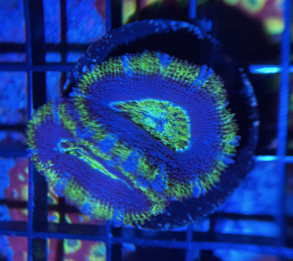 Green Acan frag