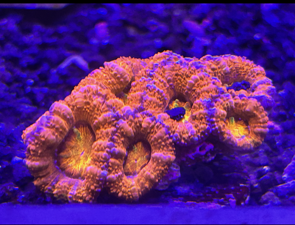 Rainbow Acan colony WYSIWYG