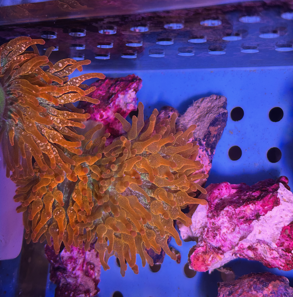 Rainbow nem Aquacultured