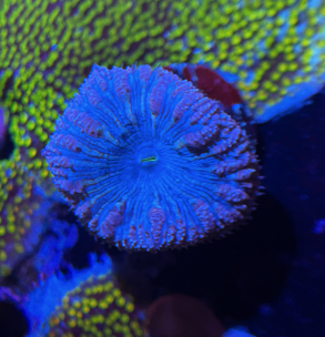 Razzle Dazzle Blasto