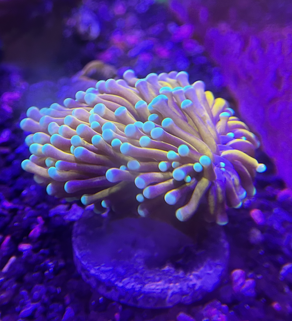 Yellow and Gold Torch