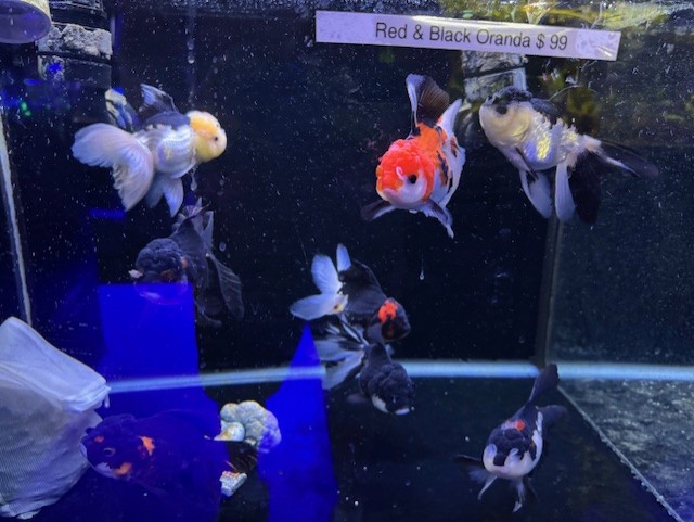 Red/Black Oranda 5" Grade A